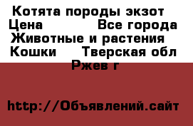 Котята породы экзот › Цена ­ 7 000 - Все города Животные и растения » Кошки   . Тверская обл.,Ржев г.